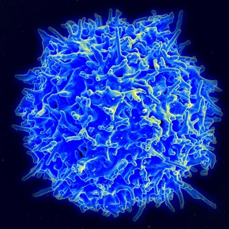 T-cell